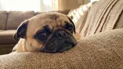 5 Hondenrassen die je nooit moet nemen